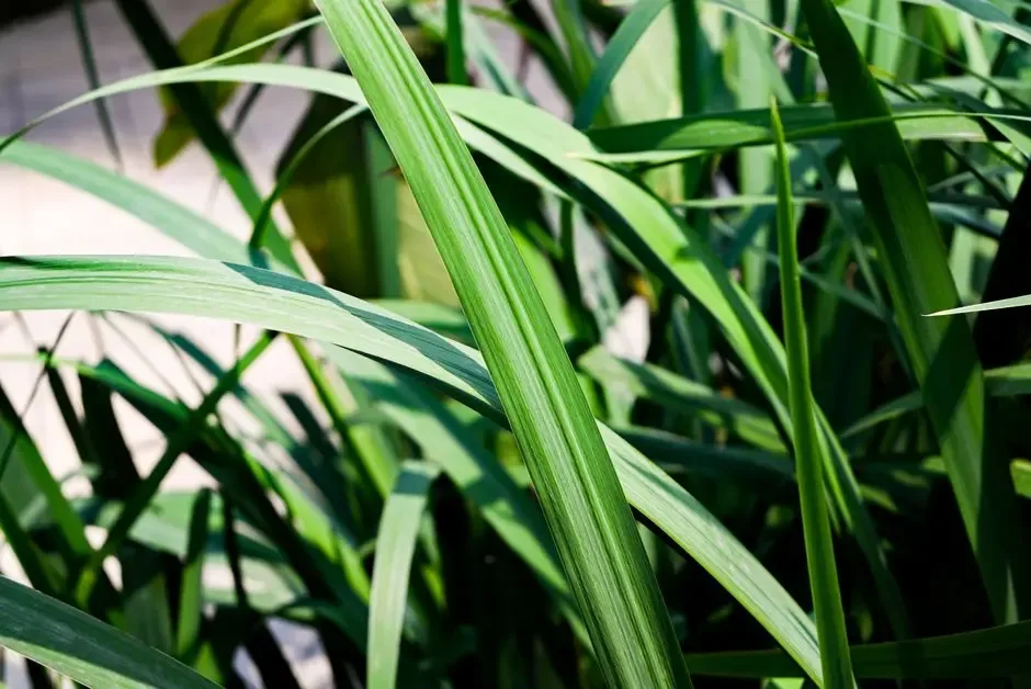 Greens & Outdoors at GODREJ GLOBAL BUSINESS CITY, DMIC Integrated Township, Greater Noida